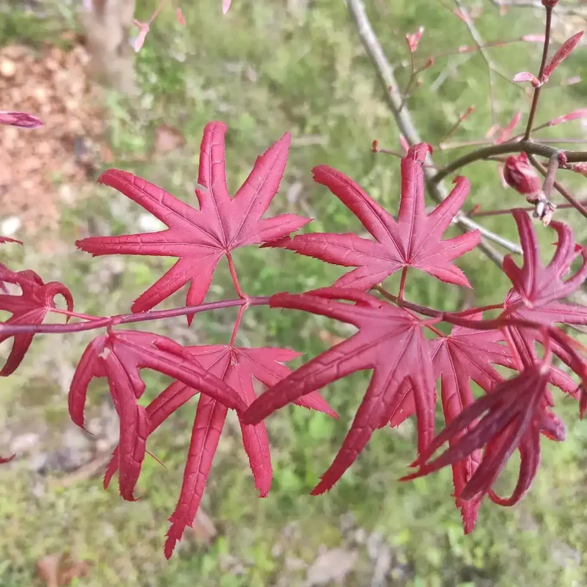 Japanese Red Maple - Live Plants Online | Add Elegance to Your Garden - Image 6