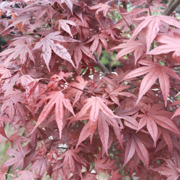 Japanese Red Maple - Live Plants Online | Add Elegance to Your Garden - Image 3