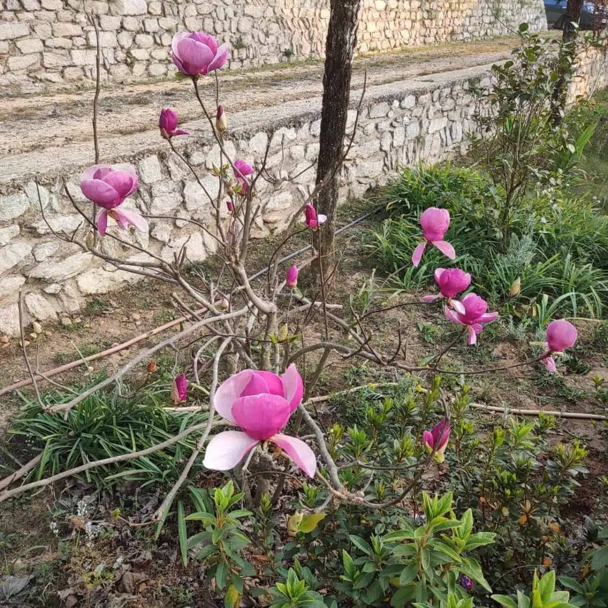 Saucer Magnolia - Tulip Tree: Stunning Flowering Tree for Gardens and Landscapes - Image 3
