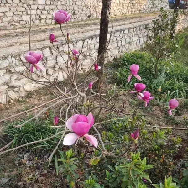 Saucer Magnolia - Tulip Tree: Stunning Flowering Tree for Gardens and Landscapes - Image 3