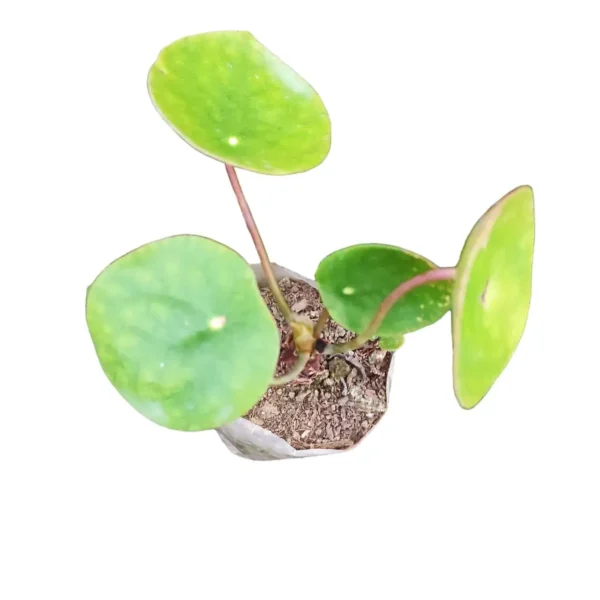 Peperomia Pilea (Chinese Money Plant) - Low-Maintenance Houseplant Symbolizing Wealth - Image 5