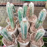 Pilosocereus Blue Hairy Cactus - Unique and Eye-Catching Addition to Your Plant Collection
