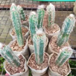Pilosocereus Blue Hairy Cactus - Unique and Eye-Catching Addition to Your Plant Collection