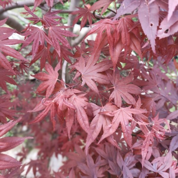 Japanese Red Maple - Live Plants Online | Add Elegance to Your Garden - Image 4