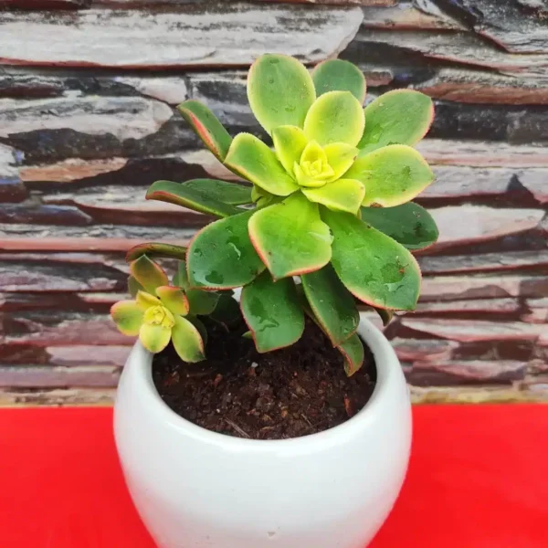 Aeonium 'Kiwi' - Colorful Succulent Plant for Indoor and Outdoor Spaces - Image 2
