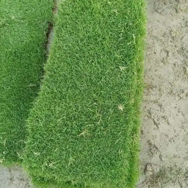 Natural Carpet Grass (Maxican) - Image 6