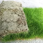 Natural Carpet Grass (Maxican)