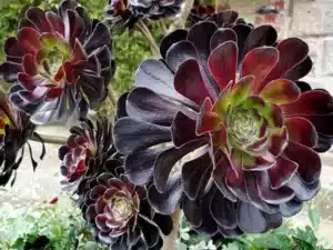 Aeonium arboreum ‘Atropurpureum’ (Black Rose)