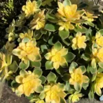 Aeonium 'Kiwi' - Colorful Succulent Plant for Indoor and Outdoor Spaces