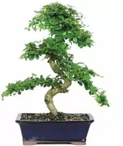 Bonsai plants