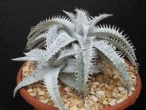 White Dyckia - Stunning Ornamental Succulent for Modern Landscapes - Image 2