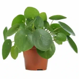 Peperomia Pilea (Chinese Money Plant) – Low-Maintenance Houseplant Symbolizing Wealth