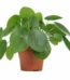 china money plant