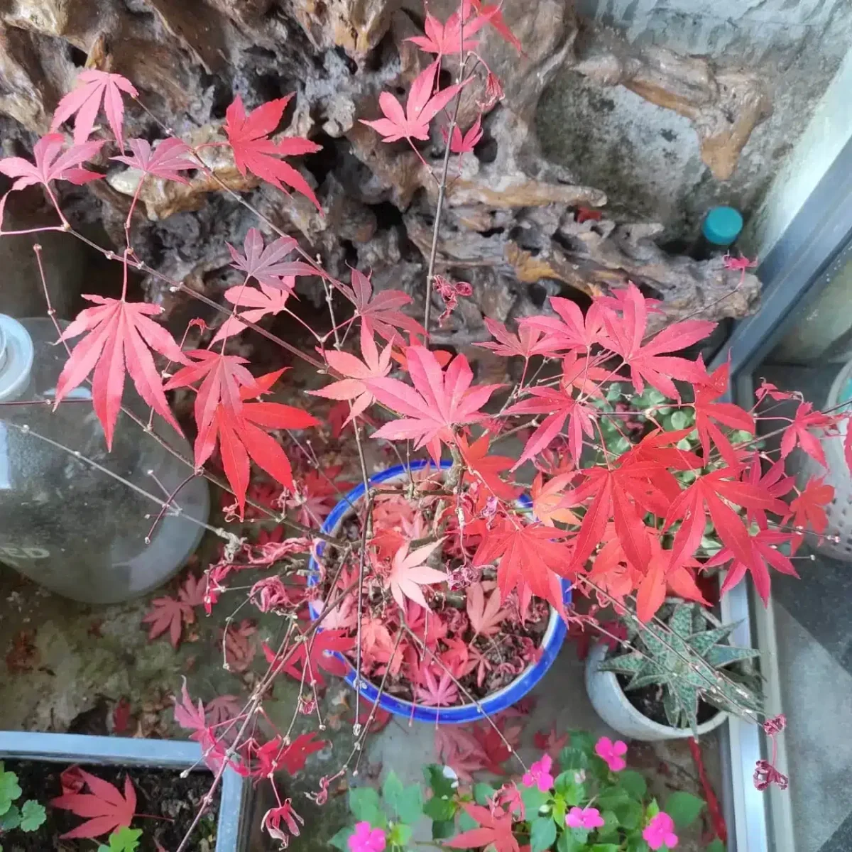 Japanese Red Maple - Live Plants Online | Add Elegance to Your Garden - Image 10