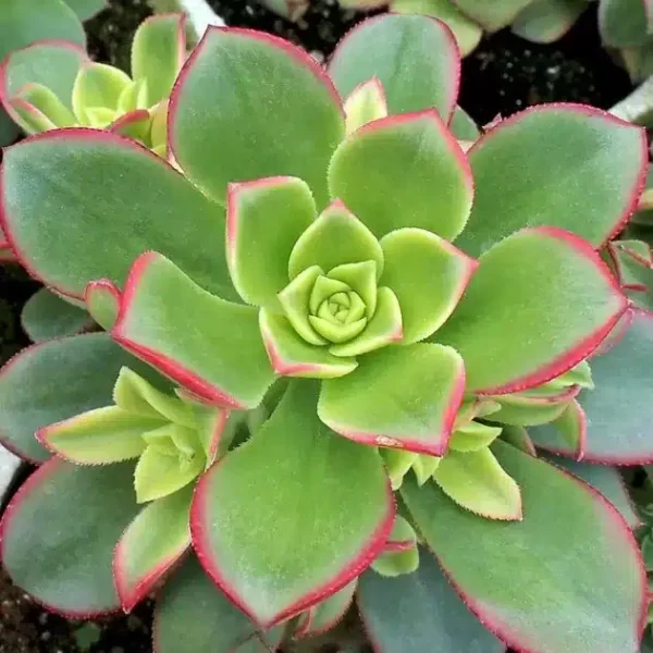 Aeonium 'Kiwi' - Colorful Succulent Plant for Indoor and Outdoor Spaces - Image 5