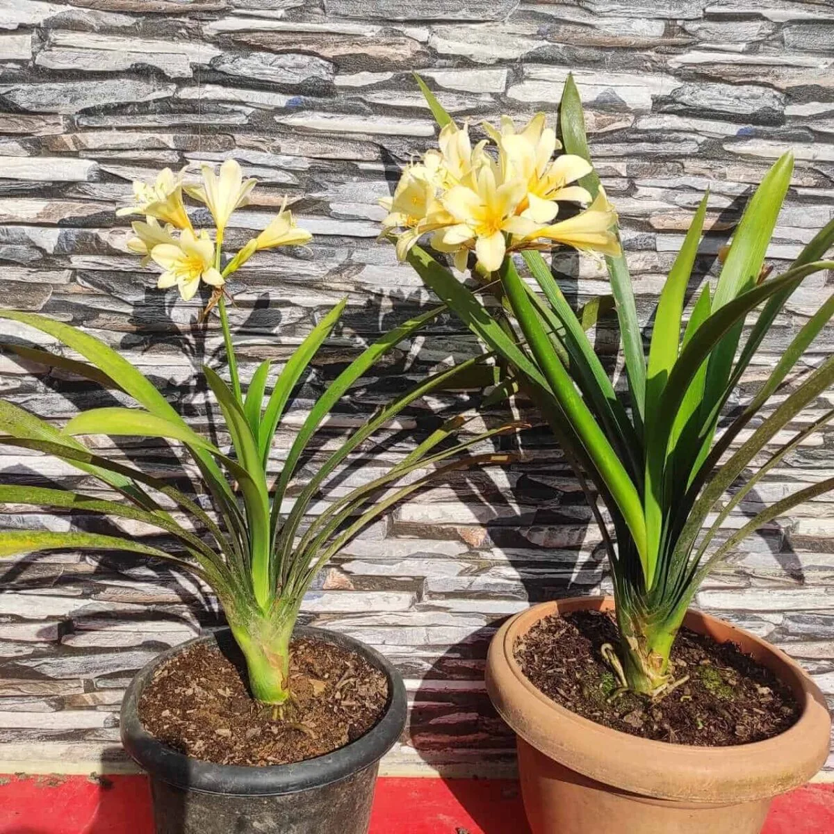 Buy Clivia Miniata Lily (Light Yellow) - Plants Online | Vibrant Blooms, Easy Care - Image 2