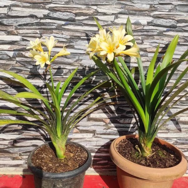 Buy Clivia Miniata Lily (Light Yellow) - Plants Online | Vibrant Blooms, Easy Care - Image 2