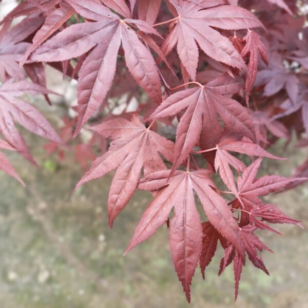 Japanese Red Maple - Live Plants Online | Add Elegance to Your Garden - Image 6