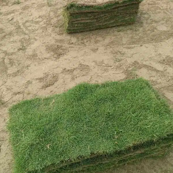 Natural Carpet Grass (Maxican) - Image 2