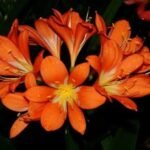 Clivia Miniata Lily (Dark Orange) - Plant