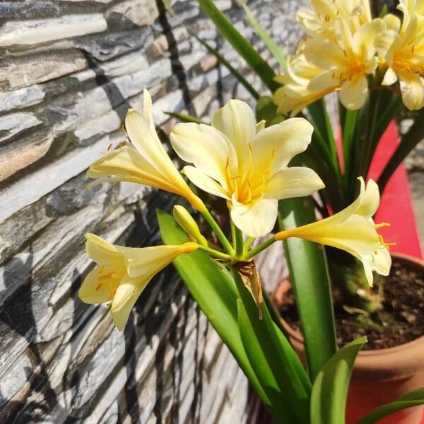Buy Clivia Miniata Lily (Light Yellow) - Plants Online | Vibrant Blooms, Easy Care - Image 3