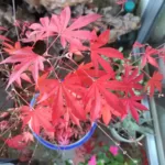 Japanese Red Maple - Live Plants Online | Add Elegance to Your Garden
