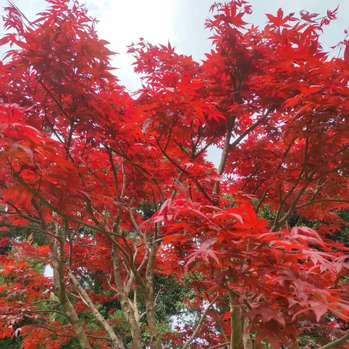 Japanese Red Maple - Live Plants Online | Add Elegance to Your Garden - Image 3