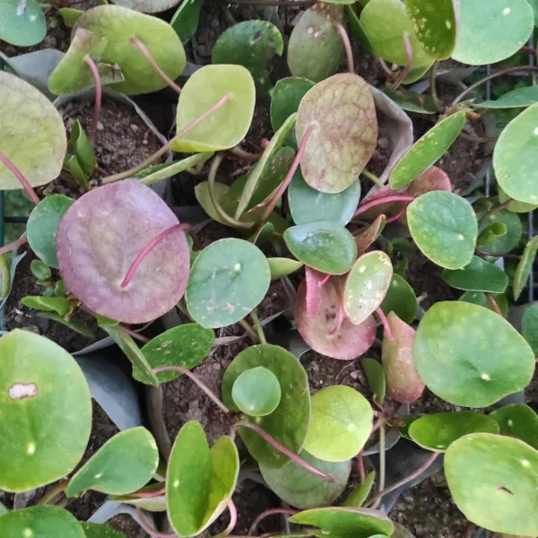 Peperomia Pilea (Chinese Money Plant) - Low-Maintenance Houseplant Symbolizing Wealth - Image 3