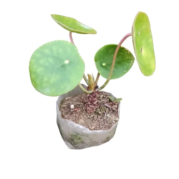 Peperomia Pilea (Chinese Money Plant) - Low-Maintenance Houseplant Symbolizing Wealth - Image 4