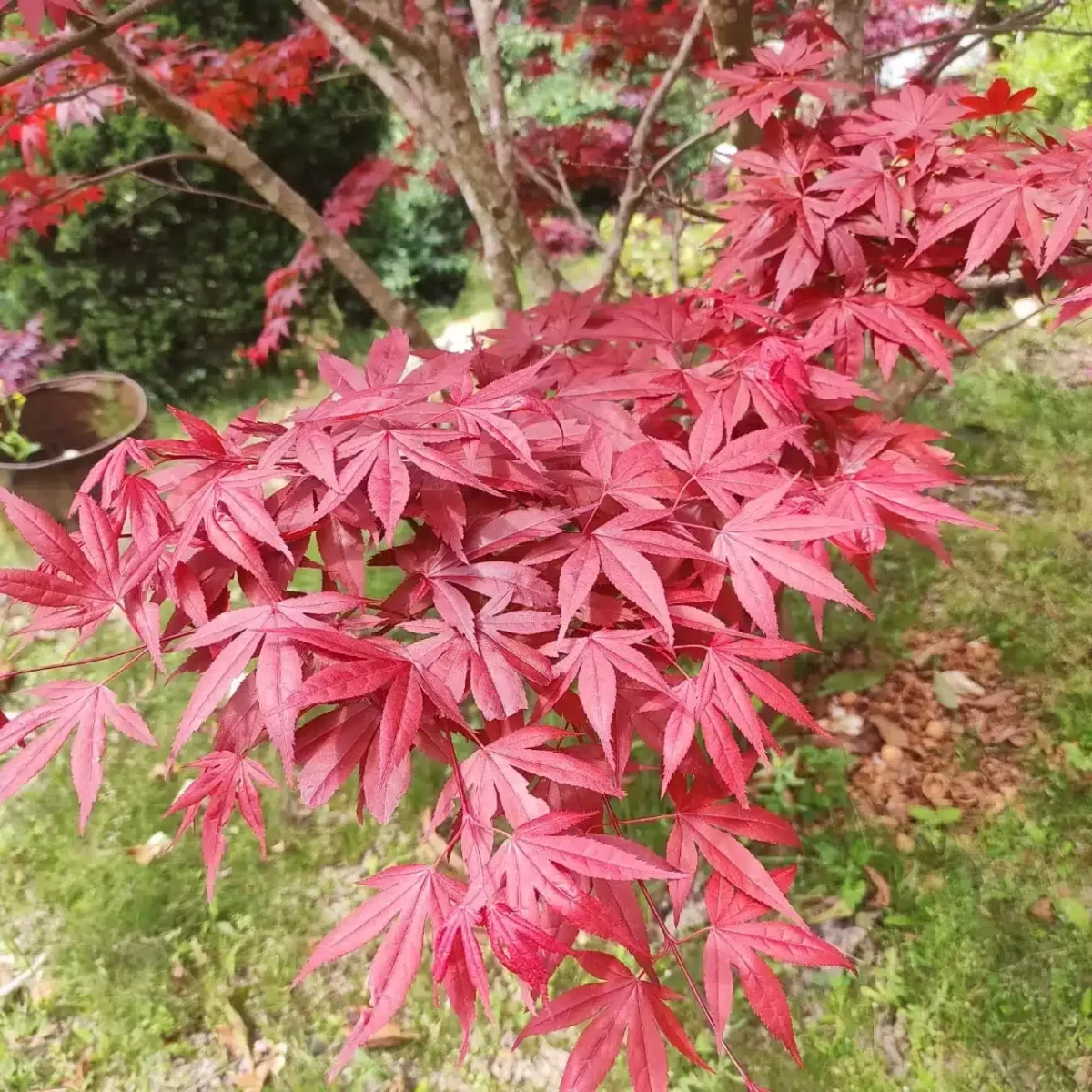 Japanese Red Maple - Live Plants Online | Add Elegance to Your Garden - Image 5