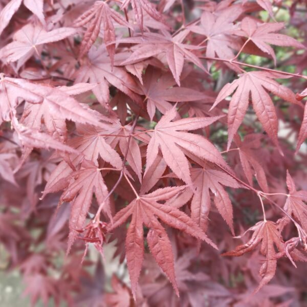 Japanese Red Maple - Live Plants Online | Add Elegance to Your Garden - Image 5