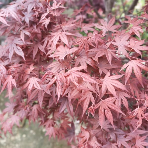 Japanese Red Maple - Live Plants Online | Add Elegance to Your Garden - Image 2