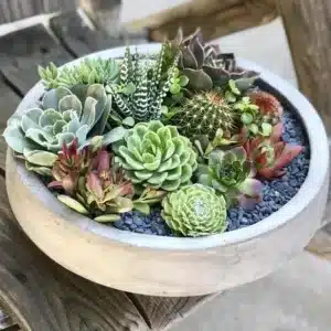 Cacti and succulents