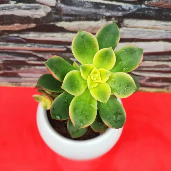 Aeonium 'Kiwi' - Colorful Succulent Plant for Indoor and Outdoor Spaces - Image 4