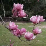 Saucer Magnolia – Tulip Tree: Stunning Flowering Tree for Gardens and Landscapes plant