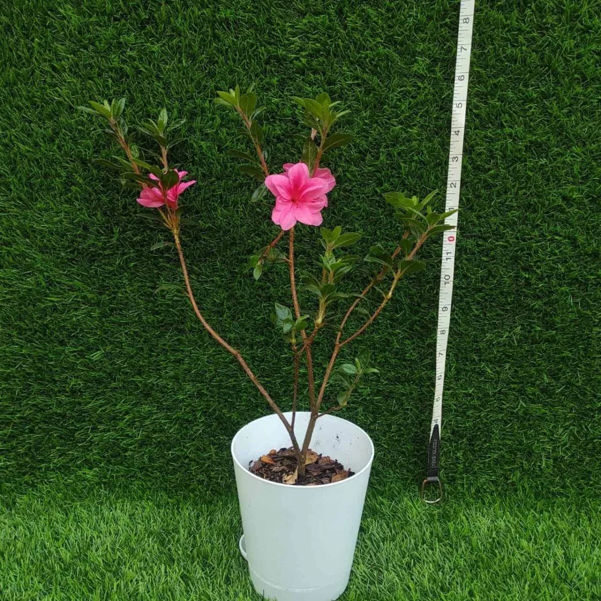 Azalea Australian Semi Double Pink(Tropical) - Image 2
