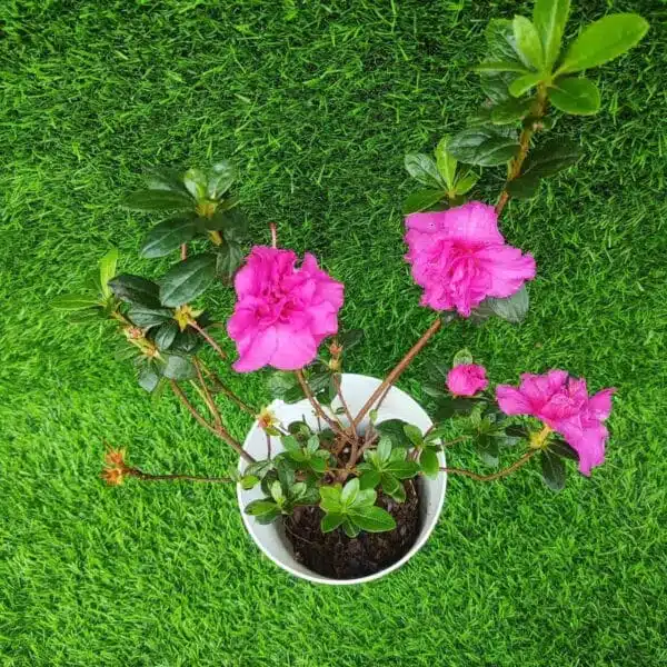 Azalea Australian Light Purple