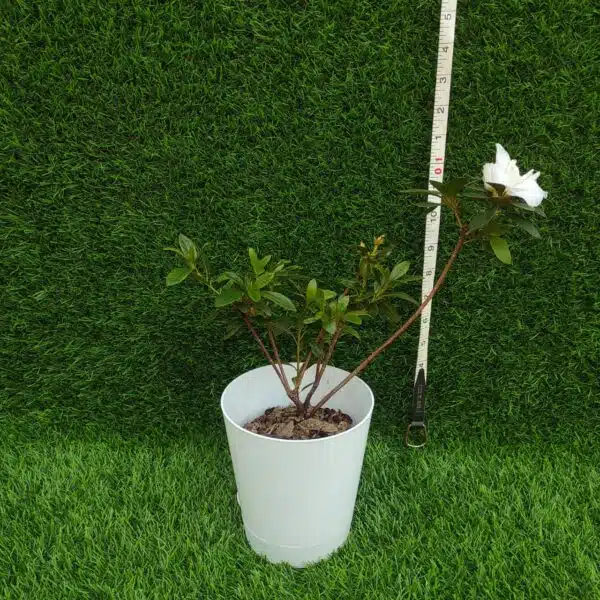 Azalea Super White - Image 3