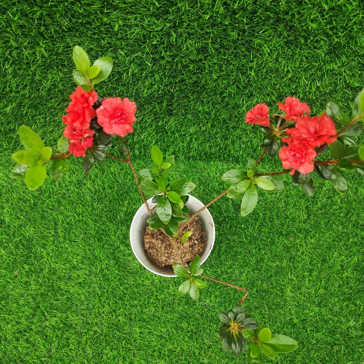 Azalea Australian Orange Glory - Image 3