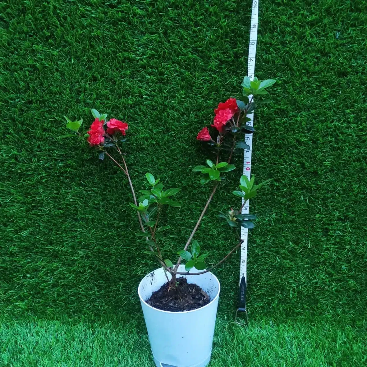 Azalea Australian Orange Glory - Image 2