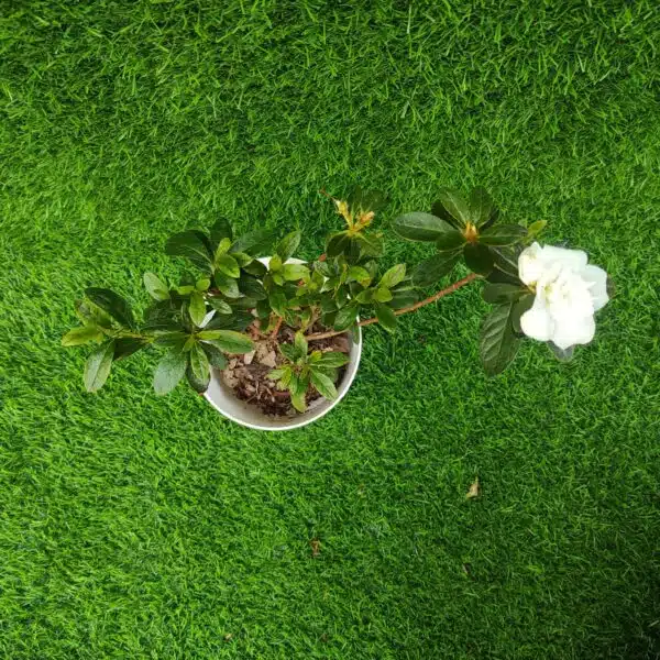 Azalea Super White