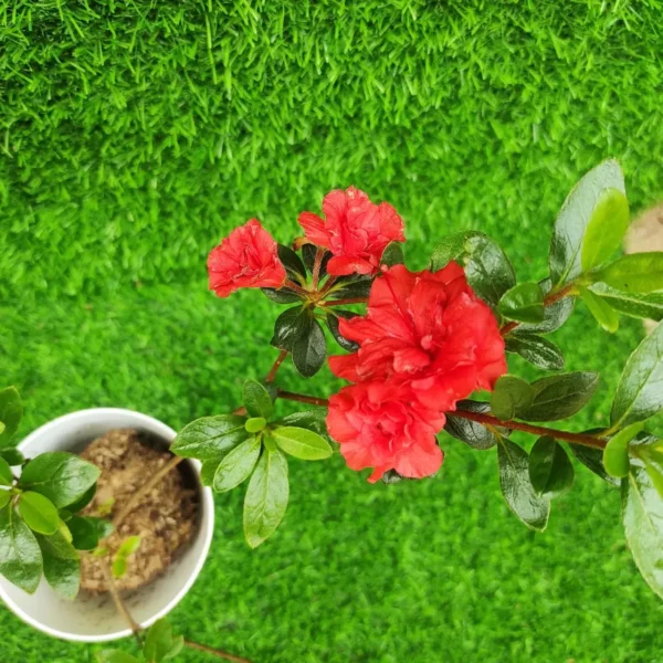 Azalea Australian Orange Glory