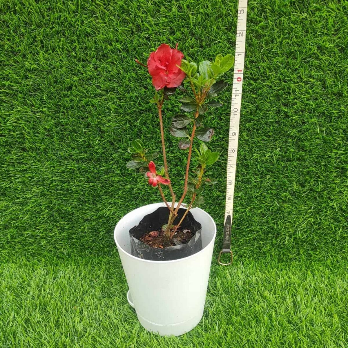 Azalea Dark Chocolate - Image 2