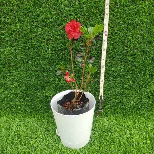 Azalea Dark Chocolate - Image 2