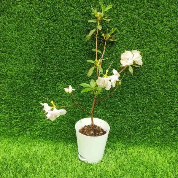 Azalea Australian Stripe 1 - Image 2