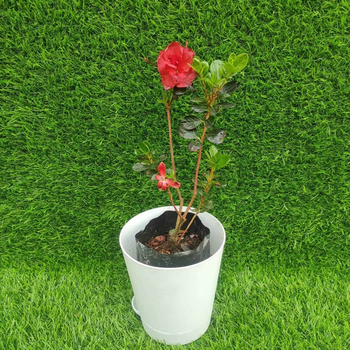 Azalea Dark Chocolate - Image 3