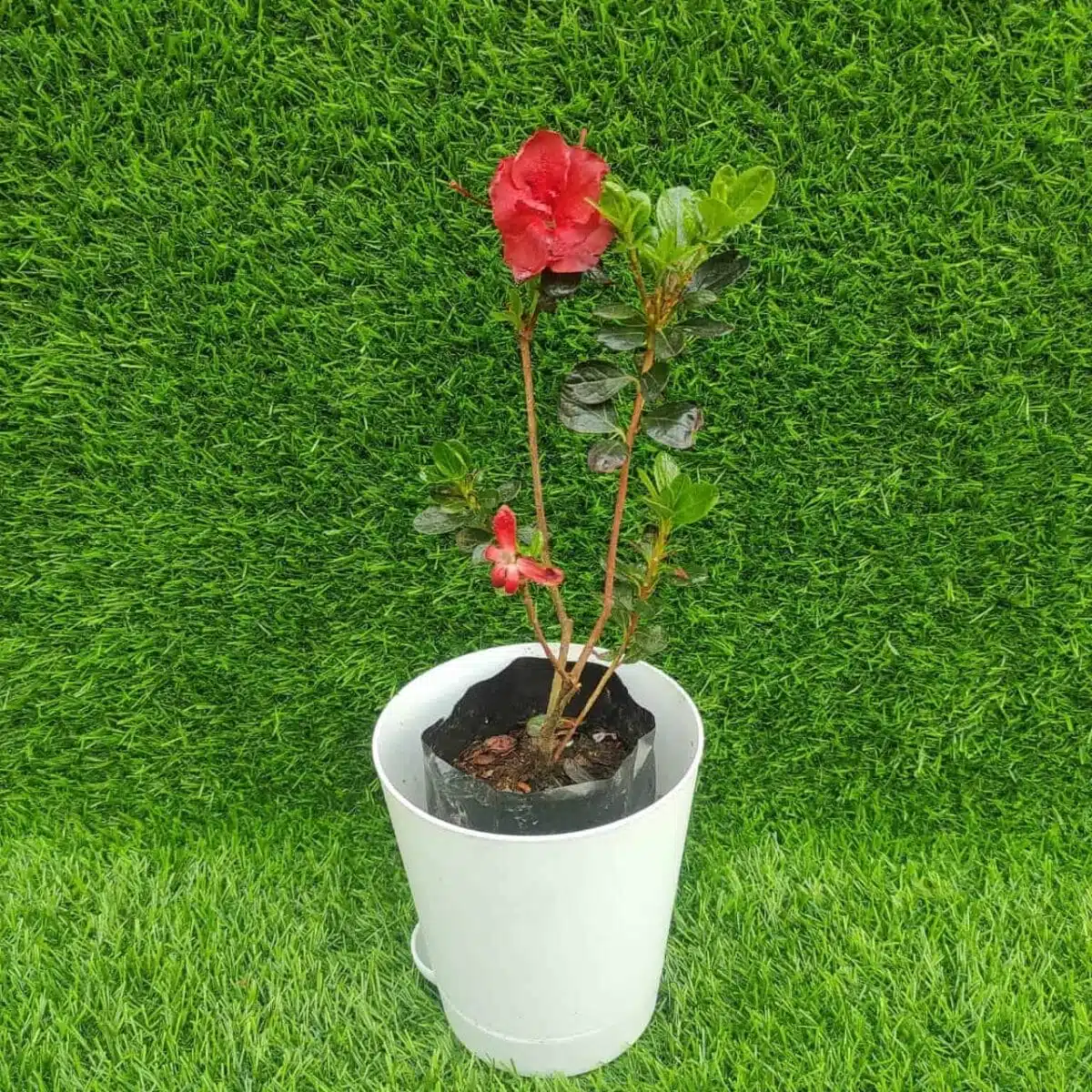 Azalea Dark Chocolate - Image 3