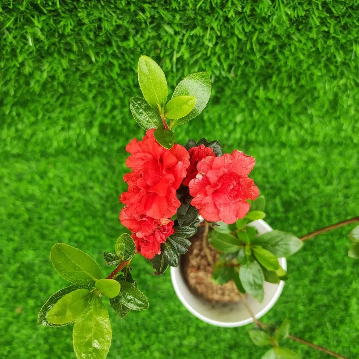 Azalea Australian Orange Glory - Image 4