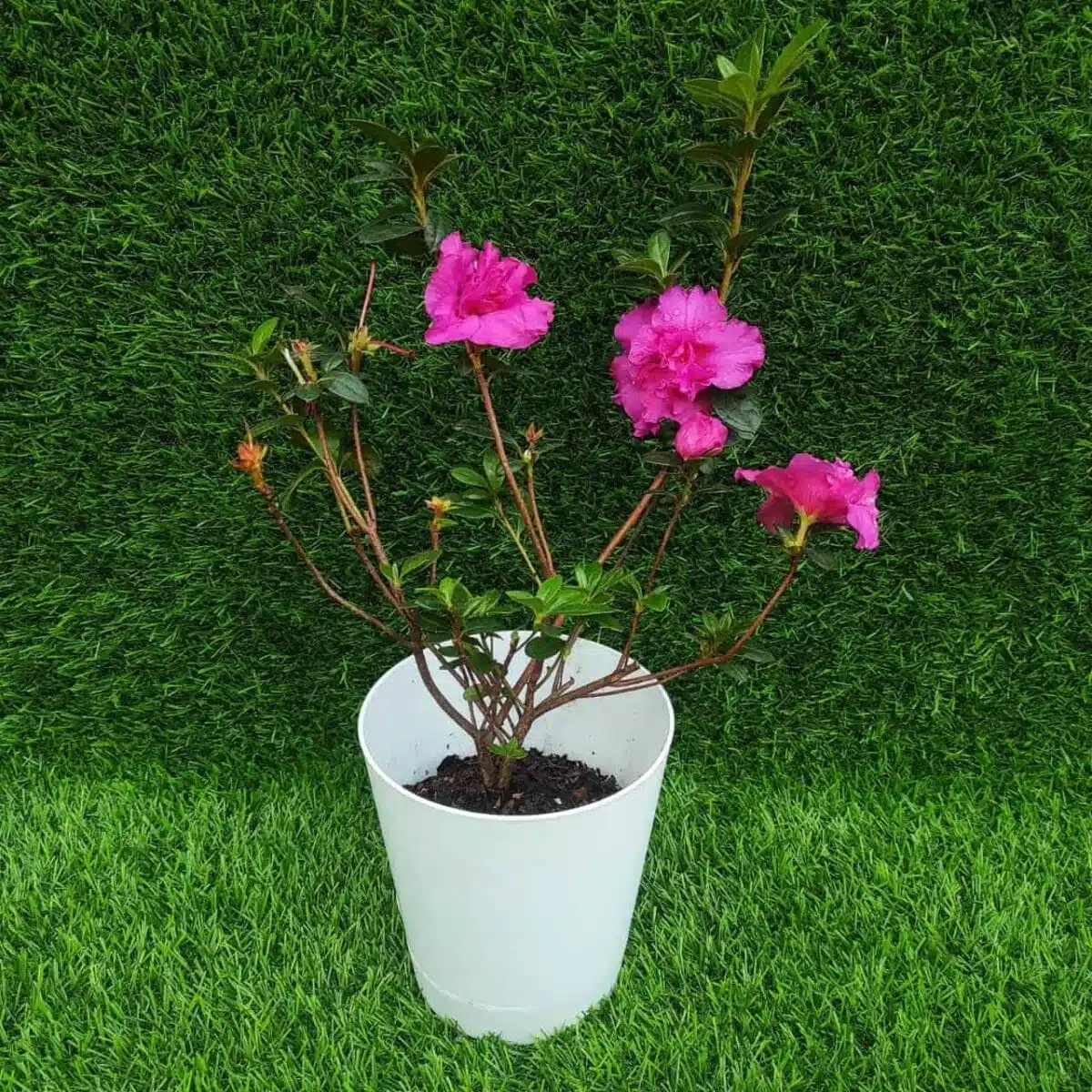 Azalea Australian Light Purple - Image 3