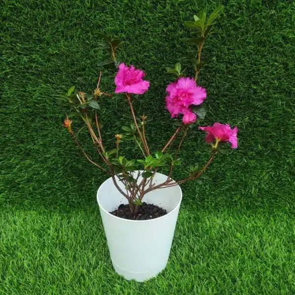 Azalea Australian Light Purple - Image 3